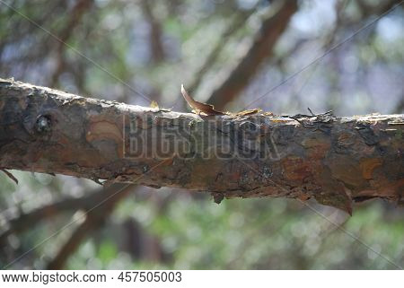 Part Of A Thick, Horizontally Growing Pine Branch. A Pine Branch With Bark Of Different Shades Of Br