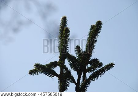 Evergreen Spruce Needles On Thin Branches. Close-up On Long Emerald Spruce Needles Growing On Brown 