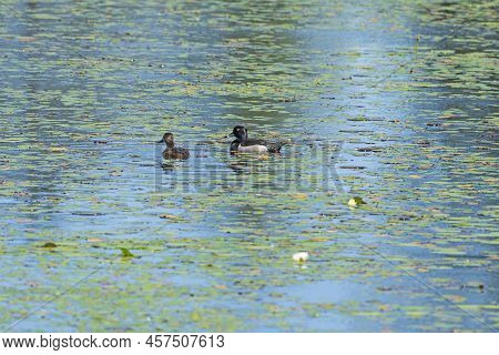 A Pair Of Ring Necked  Ducks In A North Woods Pond In The Seney Wildlife Refuge In Michigan