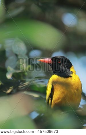 A Black Hooded Oriole (oriolus Xanthornus) With Green Background, Perching On A Tree In Indian Rainf