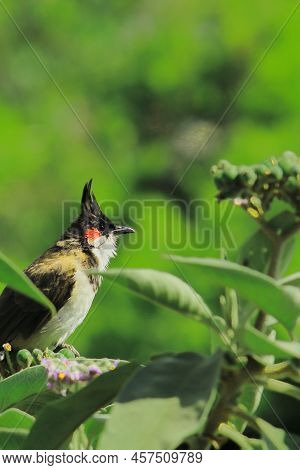 A Red Whiskered Bulbul (pycnonotus Jocosus) Perching On Tree With Green Background, Summertime In In