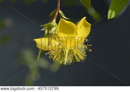 Aarons Beard Yellow Flower In The Summer