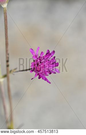 Macedonian Scabious Pink Flower In The Spring