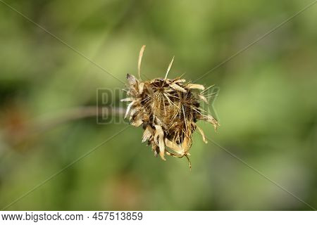 Single-flowered Sawwort Seed Head In The Summer