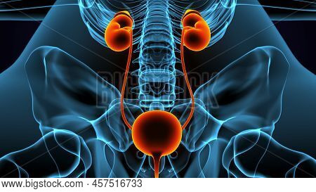 3d Illustration Human Urinary System Kidneys With Bladder Anatomy