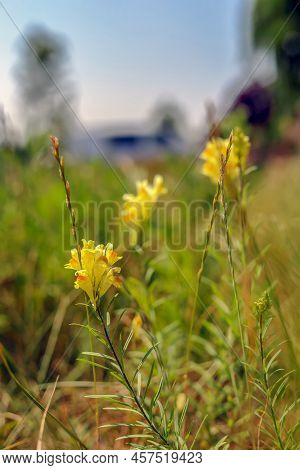 Yellow Flower Isolated On A Blurry Meadow Background In Poland