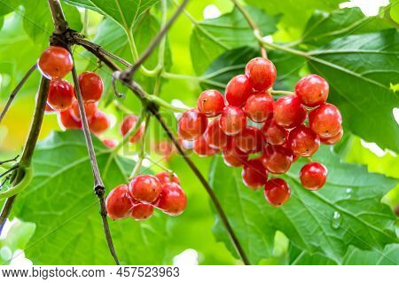 Photography On Theme Beautiful Sour Berry Viburnum