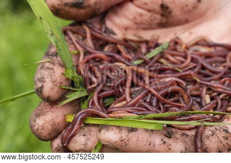 Breeding Red Worms Dendrobena. Fertile Soil. Natural Soil Improvement. Fishing Worms. Worms In The H