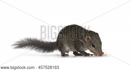 Northern Treeshrew Aka Tapaia Belangeri, Sitting Side Ways Eating Worm. Looking Away From Camera To 