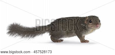 Northern Treeshrew Aka Tapaia Belangeri, Standing Side Ways. Looking Beside Camera. Isolated On A Wh