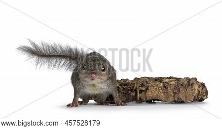 Northern Treeshrew Aka Tapaia Belangeri, Standing In Front Of Dried Wood With Worms. Looking Straigh