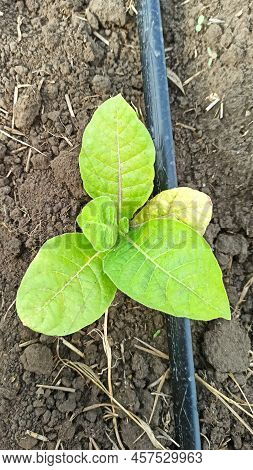 Drip Irrigation Of Tobacco On The Field