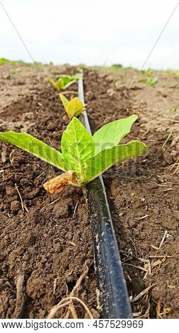 Drip Irrigation Of Tobacco On The Field