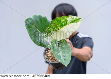 Closeup To Little Fresh  Alocasia Macrorrhizos  Variegated