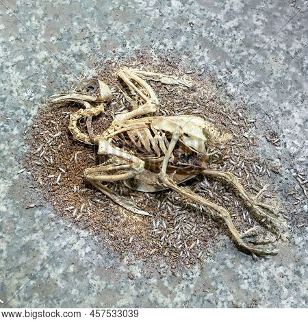 Dead Bird And Rotting Carcas. Animal Remains, Fur, Bones And Skulls. Dead Bird Skeleton. Life Cycle 
