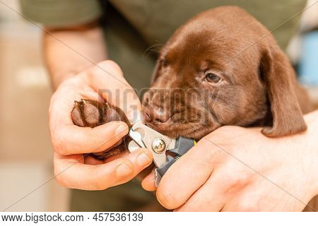 Veterinarian Specialist Holding Puppy Labrador Dog, Process Of Cutting Dog Claw Nails Of A Small Bre