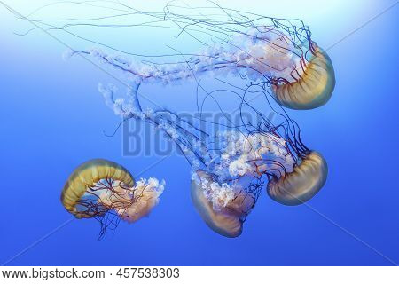 Orange Jellyfish (chrysaora Fuscescens Or Pacific Sea Nettle) In Blue Ocean Water