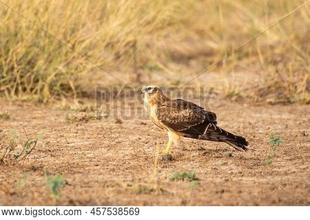 Montagu Or Montagus Harrier Or Circus Pygargus Portrait In Winter Migration At Tal Chhapar Sanctuary
