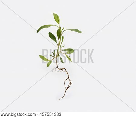 Young Plant With Roots On A White Beckground