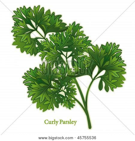 Herb kadeřavé petrželky