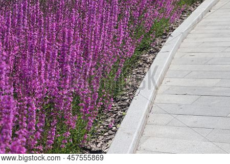 Common Sage Blooms Along Park Paths, Salvia Officinalis. Common Sage. Derbennik Loosestrife.