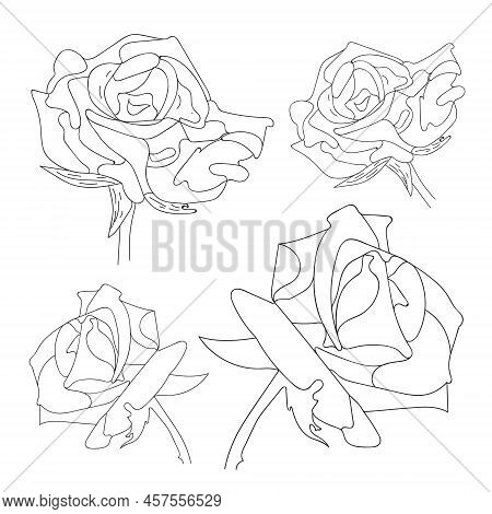 Beautiful Flower On White Background. Black Color Line Art Rose.  Rose Hand Drawn Flower