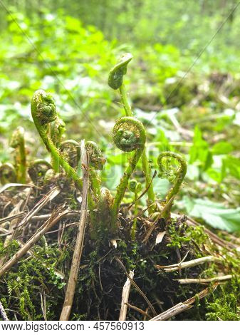 Young Sprout Of A Forest Fern (polypodiophyta) In The Form Of A Hook - The Oldest Plant On Earth