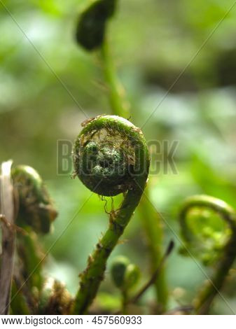 Young Sprout Of A Forest Fern (polypodiophyta) In The Form Of A Hook - The Oldest Plant On Earth