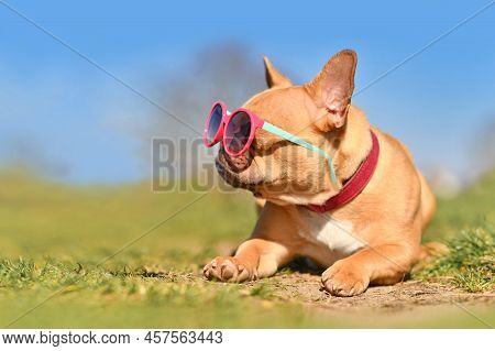 Cool French Bulldog Dog Wearing Pink Sunglasses In Summer On Hot Day With Copy Space