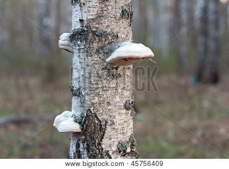 polypore houby na kmen břízy