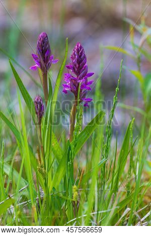 Purple Orchid Flowers Orchid - Orchis On A Green Field. The Background Is Beautiful Bokeh.