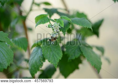 Unripe Rashberry On The Bush With A Bee On It Against A Blurred Background