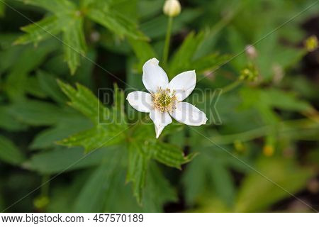 Canadian Anemone, Anemonastrum Canadense