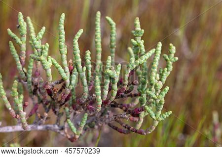 Branches Of An Arthrocnemum Macrostachyum Bush