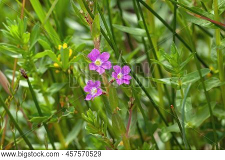 Flower Of The Plant Species Lythrum Junceum