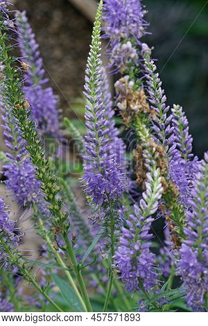 Vertical Closeup On The Brilliant Blue Flowers Of Culver's Root, Veronicastrum Virginicum In The Gar
