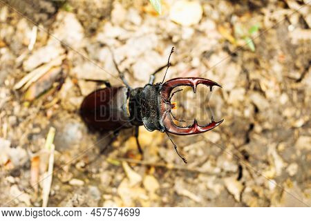 Close-up Of Rare Largest Species Of European Stag Beetle Standing On Ground In Summer Garden Forest 
