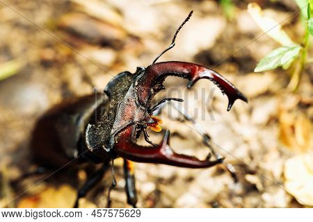 Close-up Of Rare Largest Species Of European Stag Beetle Standing On Ground In Summer Garden Forest 