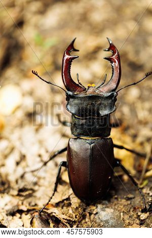 Close-up Of Rare Largest Species Of European Stag Beetle Standing On Ground In Summer Garden Forest 
