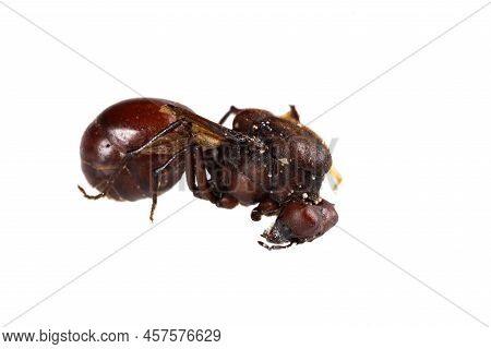 Ant Big Ass Tradition Of Santander - Colombian Gastronomy