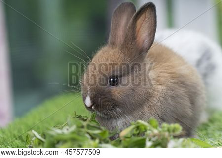Adorable Baby Rabbit Bunny Brown Eating Fresh Vegetable And Timothy Grass While Sitting On Green Gra
