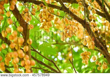 Rambeh Fruit Hang On The Rambeh Tree Tropical Fruit In Thailand, Fresh  Ripe Rambi In The Summer