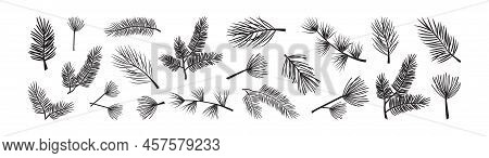 Christmas Spruse And Pine, Xmas Fir Branch Vector Icon, Evergreen Tree, Cedar Twig, Winter Plant, Ne