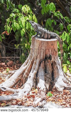 A Big Iguana Is Resting On An Old And Dried Tree Trunk In A Xenote In Playa Del Carmen, Quintana Roo