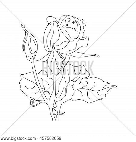 Rose Flower On White Background. One Line Drawing Style. Rose Flower Black Color Line Art.