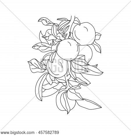 Apple Tree Hand Line Art, Hand Drawing Apple Tree With Apple Fruit.