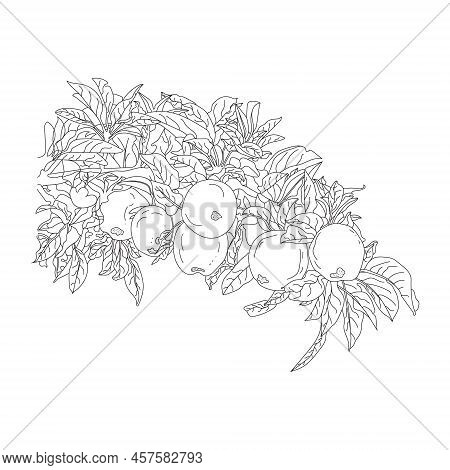 Appletree Branch And Apple Line Art, Hand Draw Apple Illustration. Apple Black Art