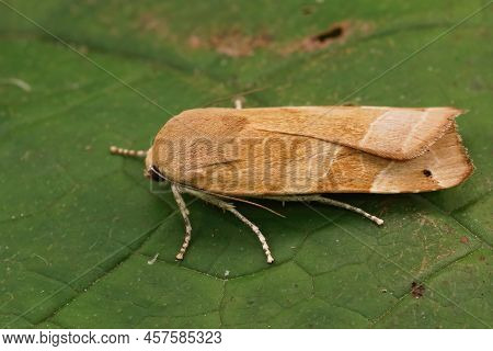 Closeup On A Pale Colored Yellow Underwing Mont, Noctua Fimbriata, Sitting On A Green Leaf In The Ga