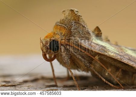 Facial Closeup On A Colorful Green Metallic Burnished Brass Moth, Diachrysia Chrysitis Sitting On Wo