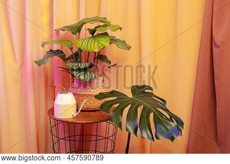 Still Life With Plants And Watering Can On A Brown Curtains Background.